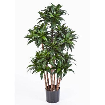 Deko Dracaena Fragrans Compacta DOMINGO, Echtstämme, grün, 120cm