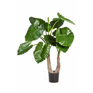 Dekopflanze Alocasia Calidora SURI, grün, 100cm