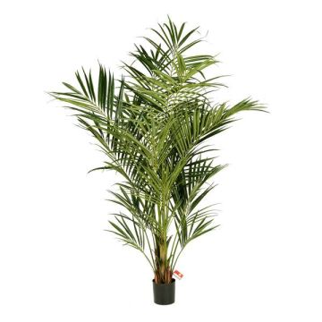Kunst Kentia Palme OMAYRA, 225cm