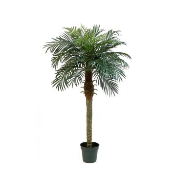 Kunst Phönixpalme CAMILA, 150cm