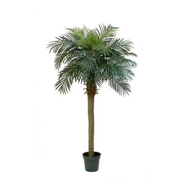 Kunst Phönixpalme CAMILA, 180cm