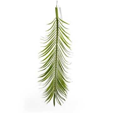 Deko Phönix Palmwedel CATY, 18 Stück, 165cm Deko Phönix Palmwedel CATY, 18 Stück, 165cm