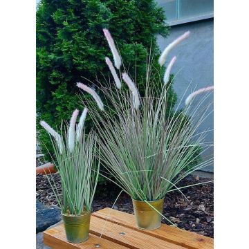 Unechtes Lampenputzergras SVERRE mit Rispen, im Zinktopf, rosa-grün, 80cm
