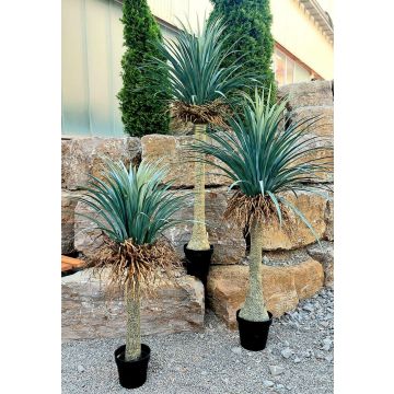 Plastik Yucca Rostrata HARDIN, Dekotopf, 120cm