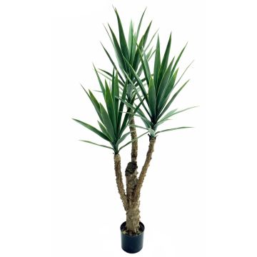 Unechte Yucca HIMBERGA, 150cm