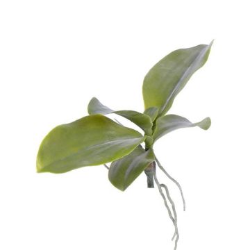 Dekoblätter Phalaenopsis Orchidee PRIMUS, Luftwurzel, 19x34cm
