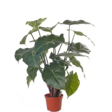 Dekopflanze Syngonium PERAMI, grün, 45cm