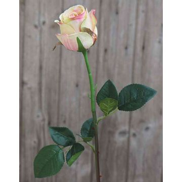 Samt Rose SAPINA, gelb-rosa, 60cm, Ø6cm