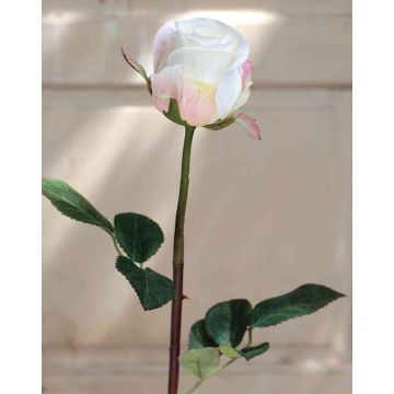 Samt Rose SAPINA, creme-aprikose, 60cm, Ø6cm