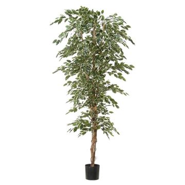 Deko Pflanze Ficus Benjamini ALEKSA, Echtstamm, grün-weiß, 240cm