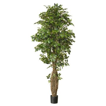 Dekopflanze Ficus Benjamini ALMINKO, Naturstamm, grün, 330cm