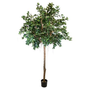 Unechte Pflanze Ficus Benjamini ARSTAN, Echtstamm, mit Lianen, grün, 300cm