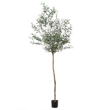 Kunstbaum Olive BLAZO mit Früchten, Naturstamm, 210cm
