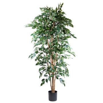 Künstliche Pflanze Ficus AKAHI, Naturstamm, grün, 210cm