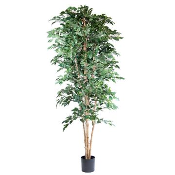 Künstliche Pflanze Ficus AKAHI, Naturstamm, grün, 240cm