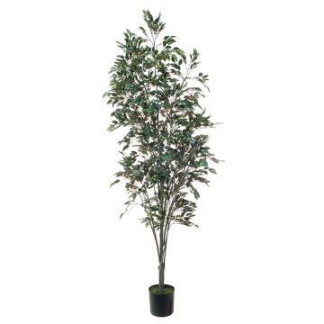 Deko Pflanze Ficus Benjamini BRATKO, Kunststamm, grün-weiß, 220cm