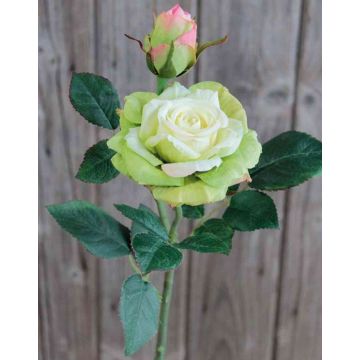 Samt Rose SINJE, creme-grün, 35cm, Ø9cm