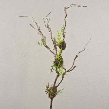 Dekozweig Korkenzieherweide RODRIK, Moos, Farn, braun-grün, 90cm