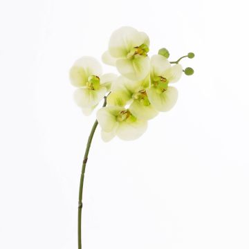 Textilzweig Phalaenopsis Orchidee EMILIA, creme-grün, 60cm