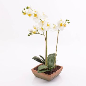 Deko Phalaenopsis Orchidee MINA im Terracotta Topf, weiß, 55cm