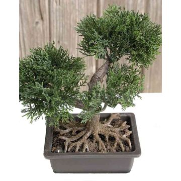 Deko Bonsai Zeder ALVARI mit Wurzeln, in Dekoschale, 20cm