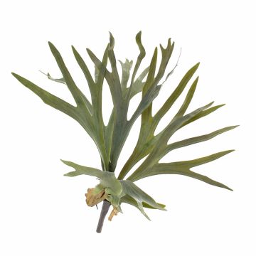 Deko Geweihfarn GEORGE zum Stecken, grün, 40cm, Ø50cm