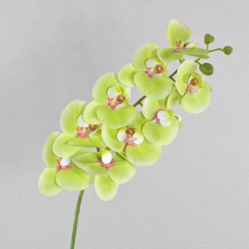 Dekozweig Phalaenopsis Orchidee OPHELIA, grün-pink, 100cm, Ø9-12cm