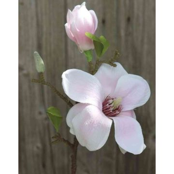 Samt Magnolie FEMI, zartrosa, 35cm, Ø12cm