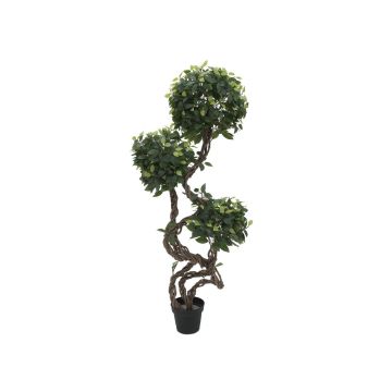 Dekobaum Birkenfeige MIYU, Naturstämme, 160cm