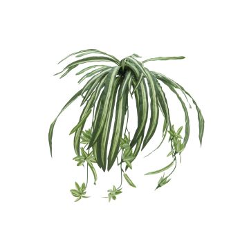 Kunststoff Grünlilie MALOU zum Stecken, grün-weiß, 60cm