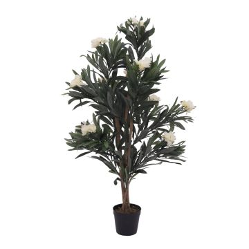 Dekobaum Oleander MINOU, Echtstämme, blühend, weiß, 120cm
