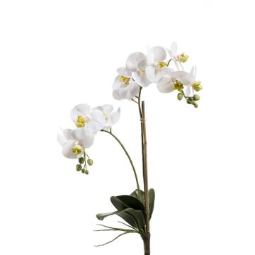Deko Phalaenopsis Orchidee CANDIDA zum Stecken, weiß, 65cm