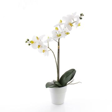 Deko Phalaenopsis Orchidee CANDIDA im Keramiktopf, weiß, 65cm