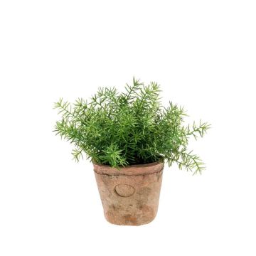 Kräuter künstlich Asparagus sprengeri LUCANO, Terracotta Topf, 20cm, Ø20cm