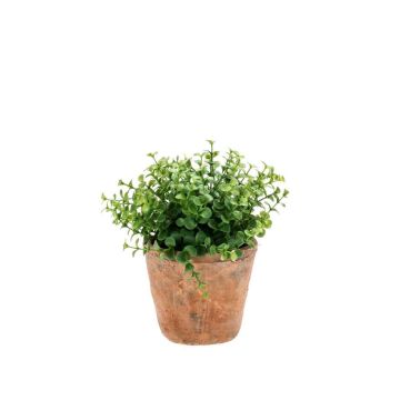 Kunststoff Eukalyptus LUCANO im Terracotta Topf, grün, 20cm, Ø20cm