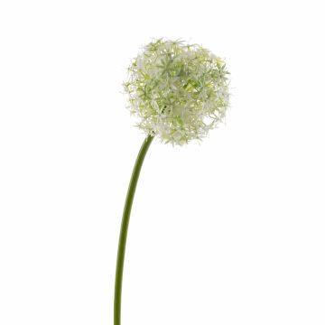 Kunst Allium SAMARA, creme, 75cm, Ø12cm