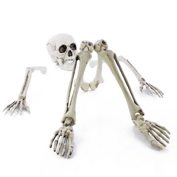 Halloween Dekofigur Skelett Teile ADALBERT mit 5 Erdspieße, 19cm, 45cm, 66cm