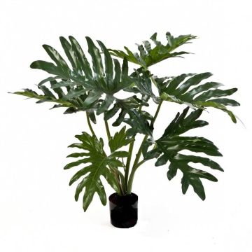 Dekopflanze Philodendron Selloum LAINA, 60cm