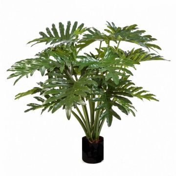 Dekopflanze Philodendron Selloum LAINA, 90cm