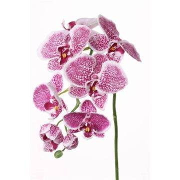 Kunst Phalaenopsis Orchideen Zweig CEDRA, violett-weiß, 75cm