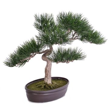 Kunstbonsai Pinie ARATA mit Wurzeln, in Dekoschale, 45cm