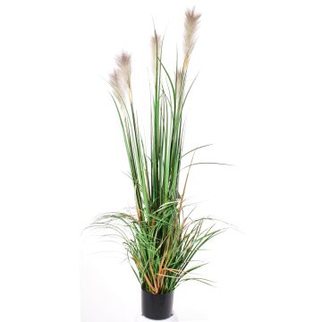 Deko Schilfgras EYOTA mit Rispen, grün-braun, 150cm