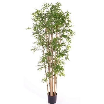 Kunstbaum Bambus REIKA, Echtstämme, 180cm