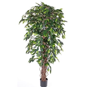 Ficus Benjamini Kunstpflanze BERGLIND, Naturstämme, grün, 150cm