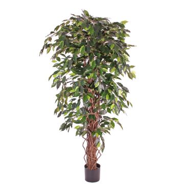 Ficus Benjamini Kunstpflanze BERGLIND, Naturstämme, grün, 180cm