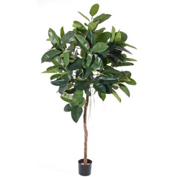 Gummibaum Kunstpflanze AMREI, Naturstamm, grün, 150cm