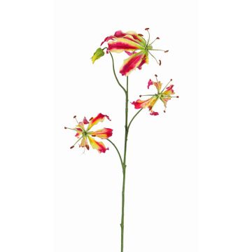 Deko Gloriosa TIANA, pink-grün, 80cm, Ø8-15cm