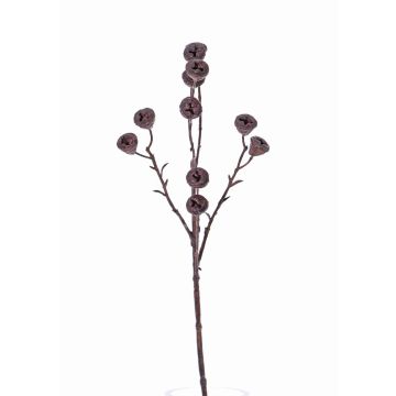 Deko Eukalyptus Zweig BASILIUS mit Früchten, braun, 60cm