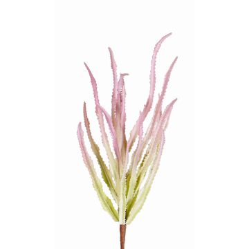 Deko Euphorbia trigona REESE zum Stecken, rosa-grün, 30cm, Ø20cm