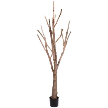 Kunstbaum Baumstamm laublos WILKO mit Geäst, braun, 215cm